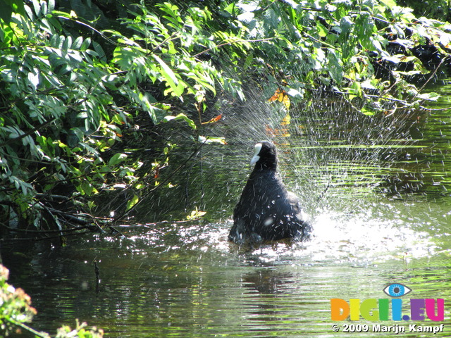 SX06190 Bathing Coot